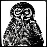 black and white brown owl